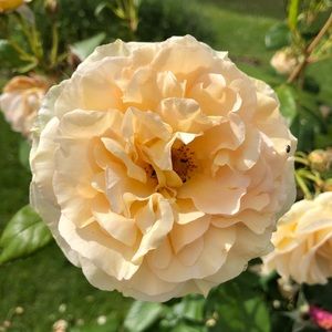 Meet your Posher, Katerina